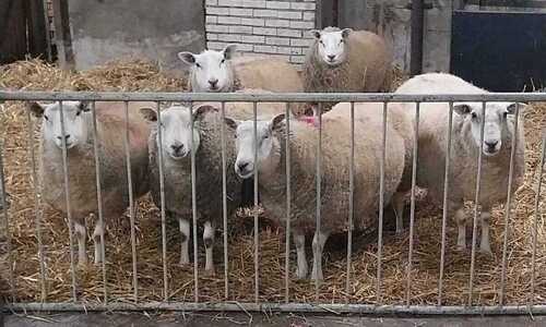 Swifter schapen